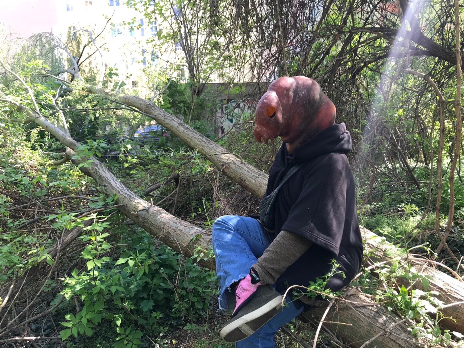 Human sitting on a tree