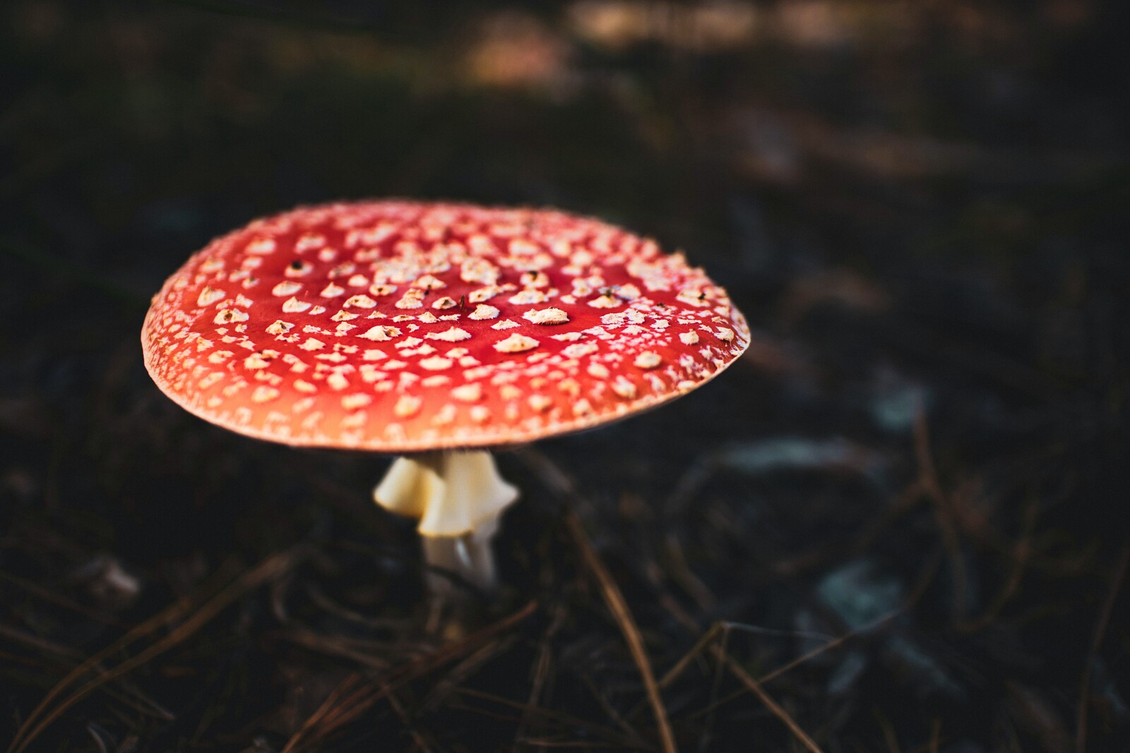 A fly agaric in the forest