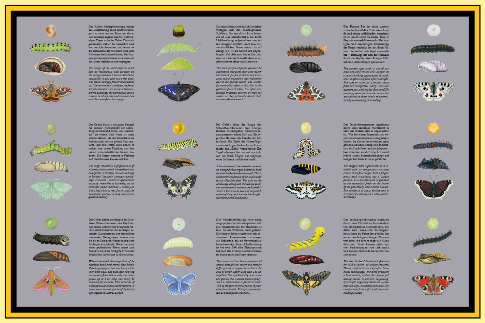 Eine Sammlung von Schmetterlingen auf grauem Grund