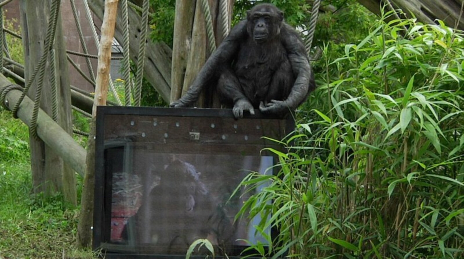 Ape